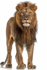 Obraz premium Lion isolated on white background.