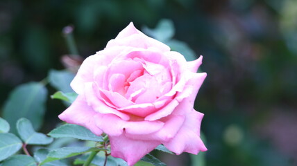Pink Rose