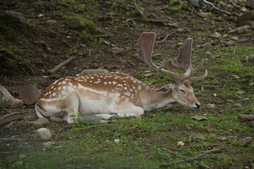 Deer fawn with antlers resting in the shade and on the grass
