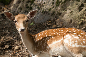 Young doe is curious and watching