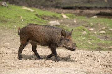 Fototapeta premium Young boar roaming on a dirt road