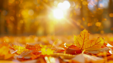 Close-up of sunlit autumn leaves on the ground, with a bright, golden glow and soft-focus background of trees.

