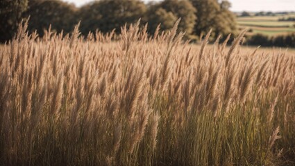 Golden Hour Grass: A mesmerizing field of tall, golden grass swaying gently in the warm, golden light of the setting sun. A breathtaking landscape image with natural textures and serene beauty.
