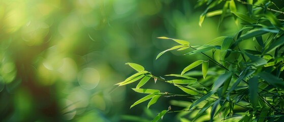 Obraz premium Bamboo Background with Copy Space. Green Background Reference
