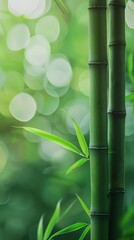 Obraz premium Bamboo Background with Copy Space. Green Background Reference