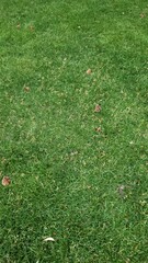 In the Green Pastures We Rest