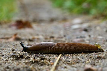 snail on the ground