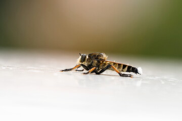 車の屋根に止まったアブ01