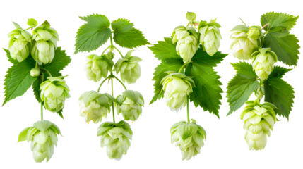 close up Hop for making beer, different perspectives isolated on transparent background