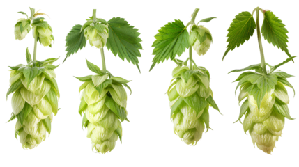close up Hop for making beer, different perspectives isolated on transparent background