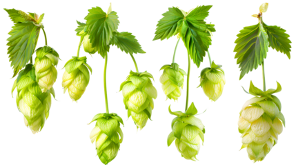 close up Hop for making beer, different perspectives isolated on transparent background