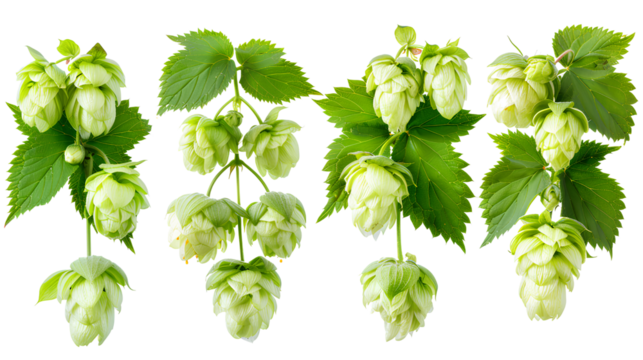 close up Hop for making beer, different perspectives isolated on transparent background