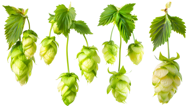 close up Hop for making beer, different perspectives isolated on transparent background