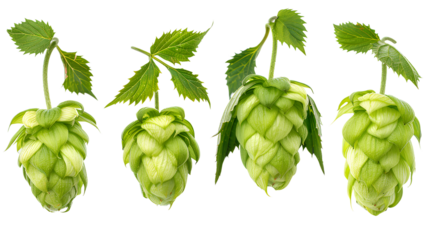close up Hop for making beer, different perspectives isolated on transparent background