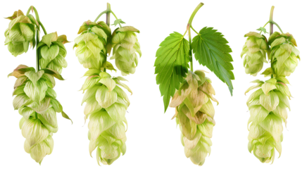 close up Hop for making beer, different perspectives isolated on transparent background