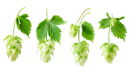 close up Hop for making beer, different perspectives isolated on transparent background