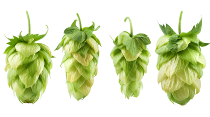close up Hop for making beer, different perspectives isolated on transparent background
