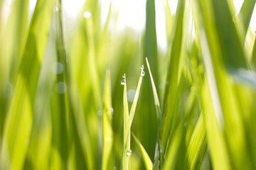 dewy green grass 