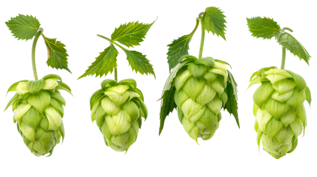close up Hop for making beer, different perspectives isolated on transparent background