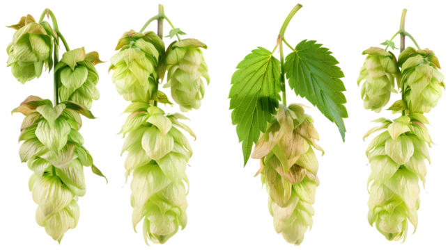close up Hop for making beer, different perspectives isolated on transparent background