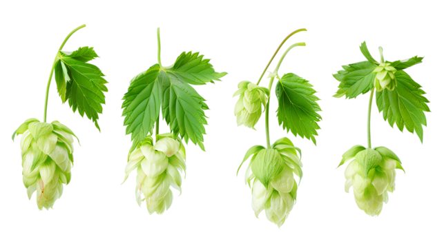 close up Hop for making beer, different perspectives isolated on transparent background