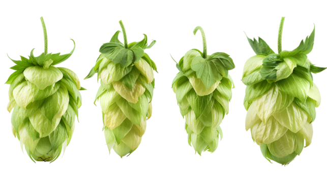 close up Hop for making beer, different perspectives isolated on transparent background