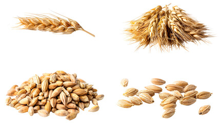 close up barley Malt for making beer, four different perspectives isolated on transparent background