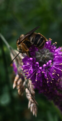 bee on a flower