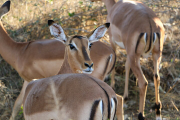 impala antelope in kruger national park