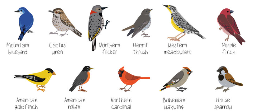 vector drawing birds of North America, set of elements isolated at white background, hand drawn illustration