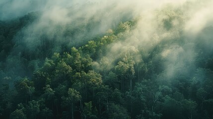 Misty Forest Canopy at Dawn