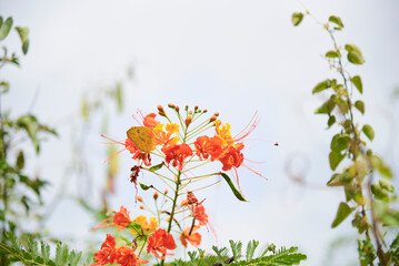 Sulphurus butterfly, a species belonging to the genus phoebis, perched on a poinciana or peacock flower, Caesalpinia pulcherrima, a tropical evergreen shrub with yellow, orange and red flowers.