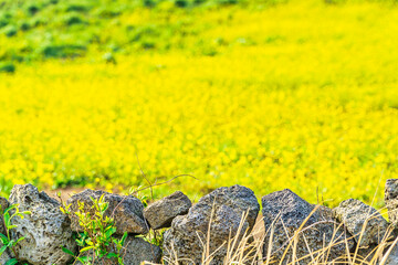 제주도의 돌담과 뒤로 보이는 노란 유채꽃밭