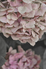 pink and white rose petals