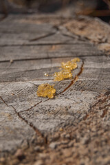 Sap on tree