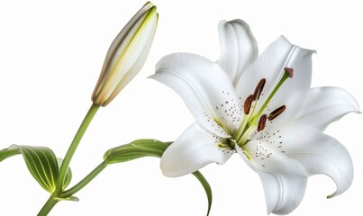 Obraz premium Elegant White Lily Isolated on Pure Background: AI-Generated 4K Wallpaper Showcasing Nature's Purity and Summer's Essence. Abstract Floral Border Design Capturing Botanical Beauty, Seasonal Charm, and