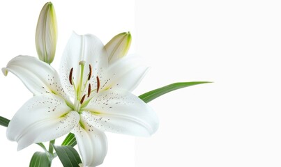 Obraz premium Elegant White Lily Isolated on Pure Background: AI-Generated 4K Wallpaper Showcasing Nature's Purity and Summer's Essence. Abstract Floral Border Design Capturing Botanical Beauty, Seasonal Charm, and