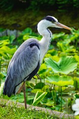 great blue heron in Kyoto