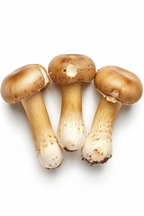 Fototapeta premium Mushroom isolated on white background.