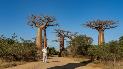 Fototapeta premium A man stands on the famous baobab alley. He raised his hand up. A row of exotic trees with thick trunks and bizarre compact crowns against the blue sky. Bushes on the sides of a dirt road. Madagascar.