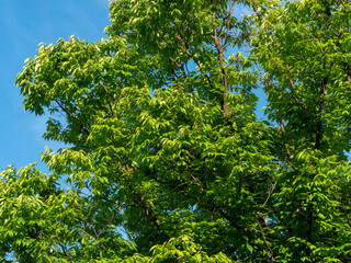 鮮やかな新緑と青空の夏景色