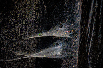Close up of spider web