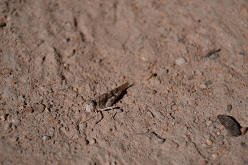 Camouflage grasshopper