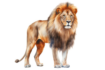 lion isolated on white