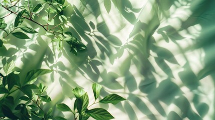 Fototapeta premium Green Leaves Shadow on Light Green Background