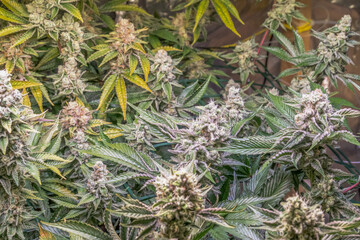 female blossom marijuana SoG Sea of Green net hemp cultivation technique Growing pot indoor bloom stage growth Medical