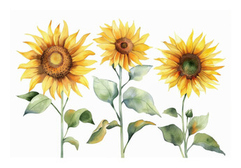 Naklejka premium Watercolor sunflower element set isolated on white background.