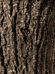 vertical fairytale dense forest nature background tree bark texture