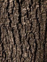 vertical tree bark texture background