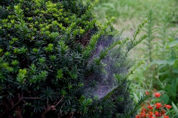 生垣にある白い糸のクモの巣のような中には毛虫がいる